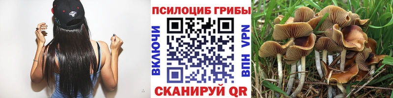 Купить где  Богородицк  Галлюциногенные грибы Psilocybine cubensis 